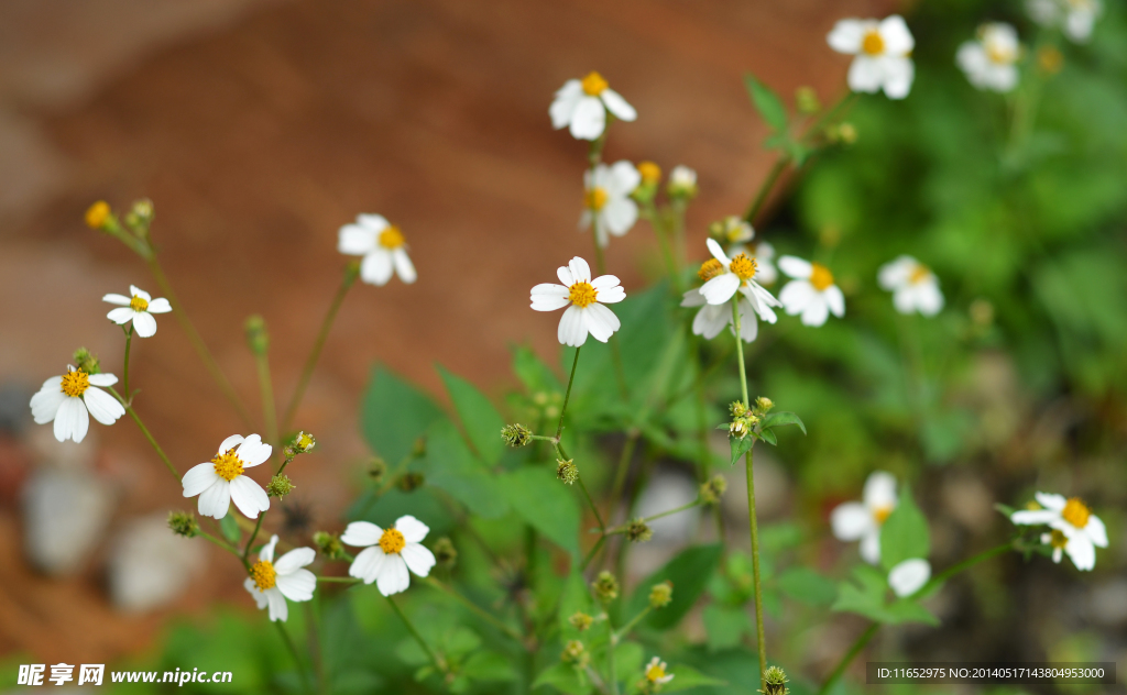 小花