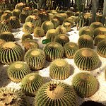 昆明金殿公园大温室仙