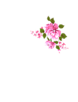 粉色花簇