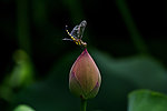蜻蜓