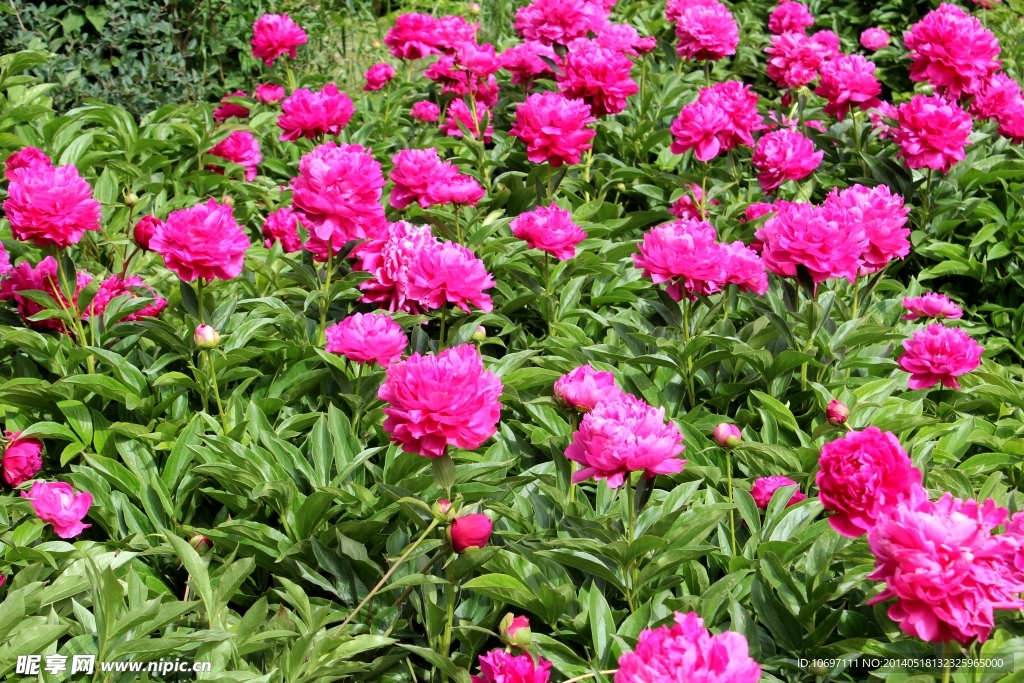芍药