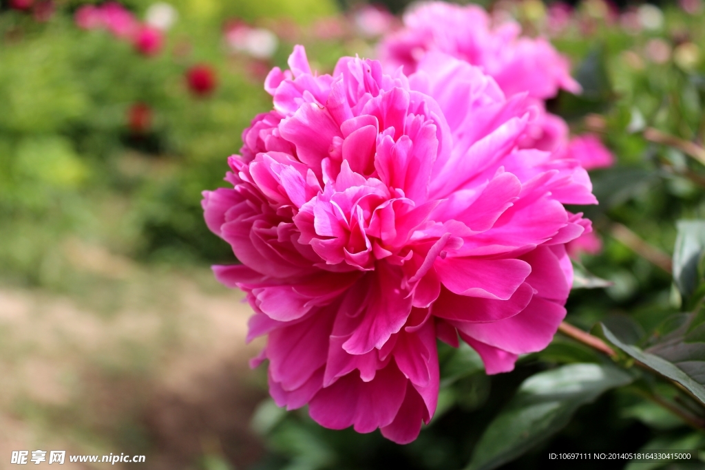 芍药花