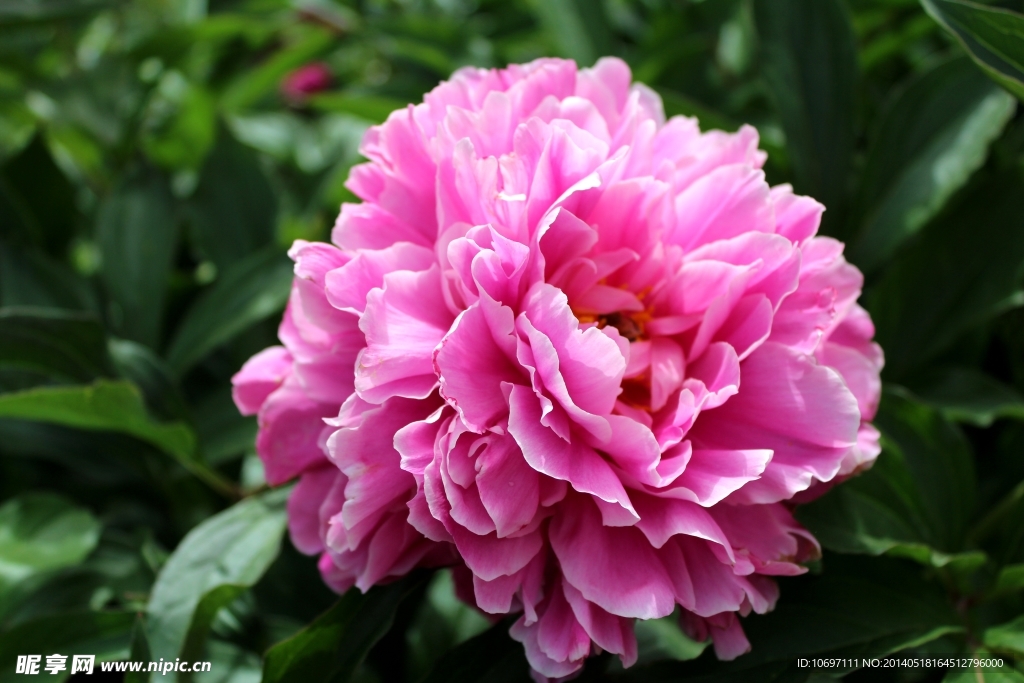 芍药花