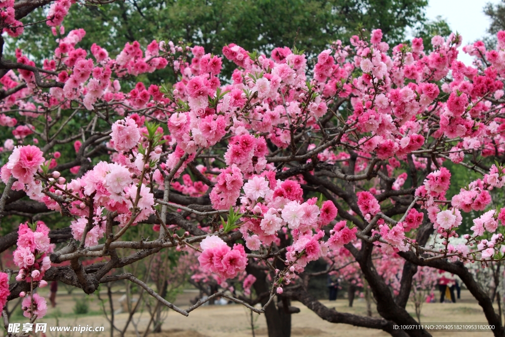 桃花