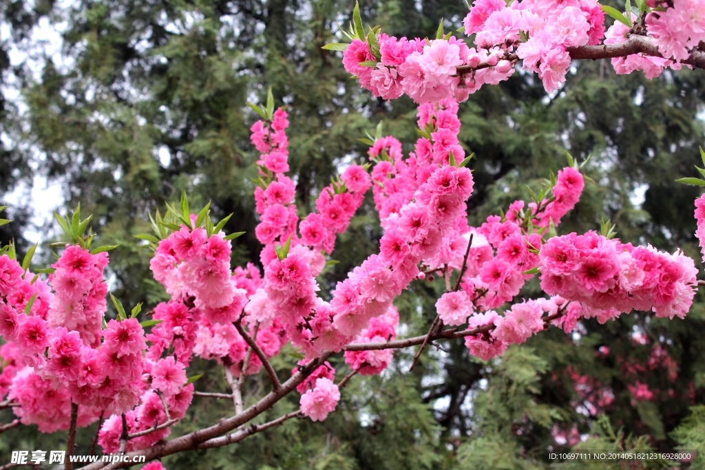 桃花