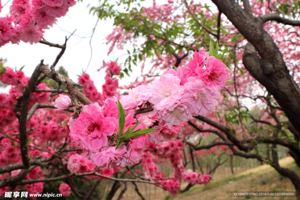 桃花