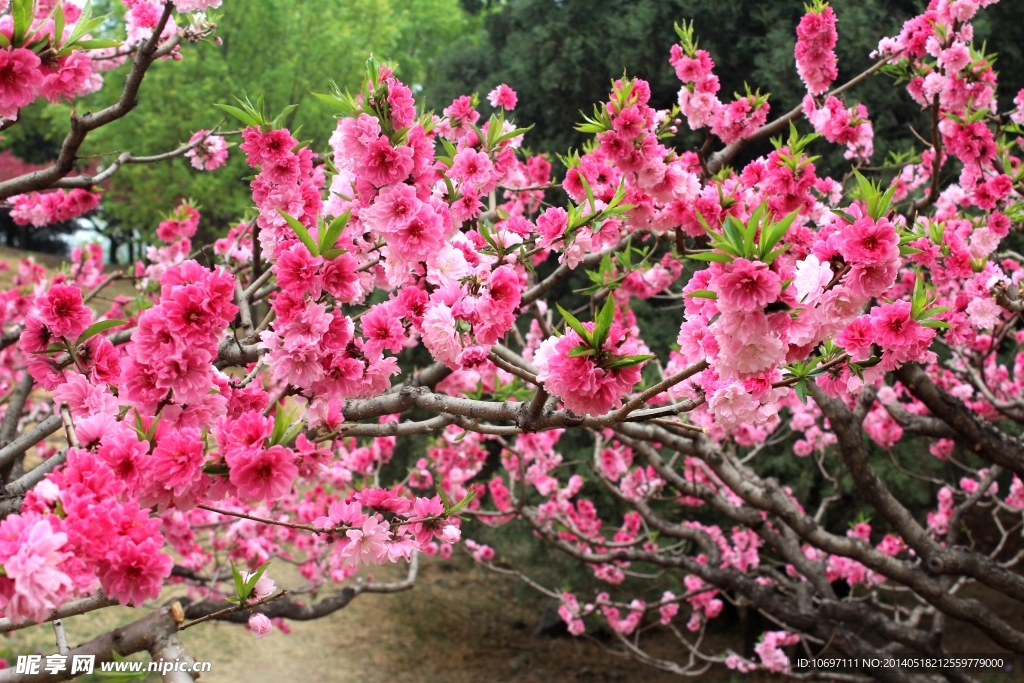 桃花