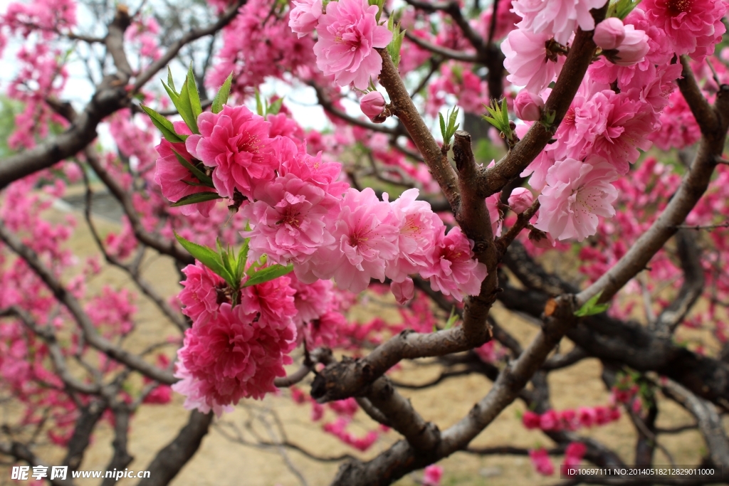 桃花