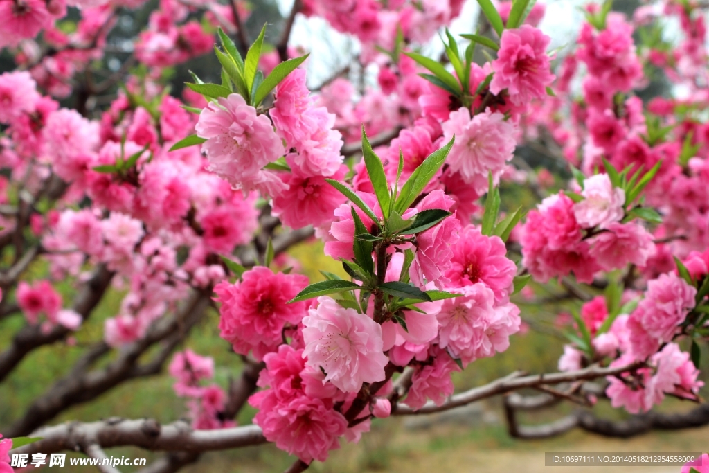 桃花