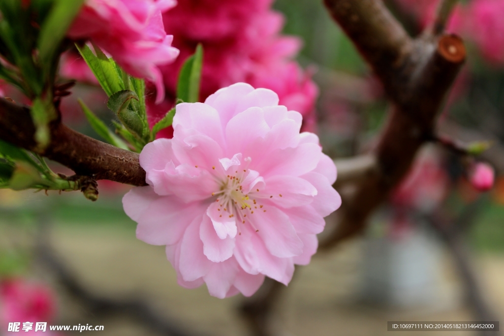 桃花