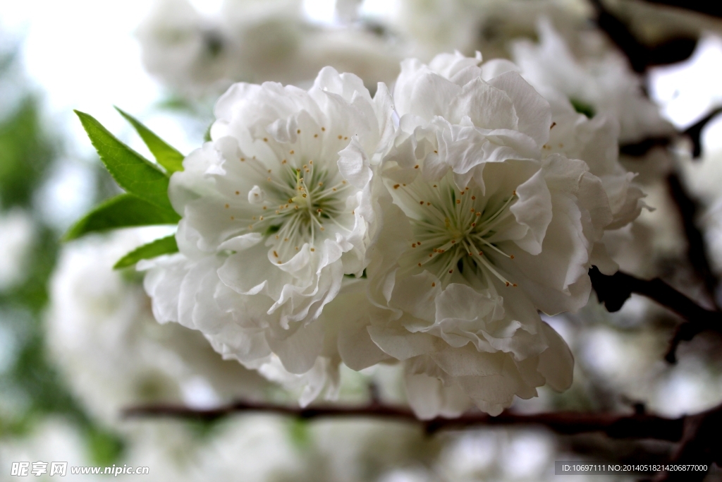 桃花