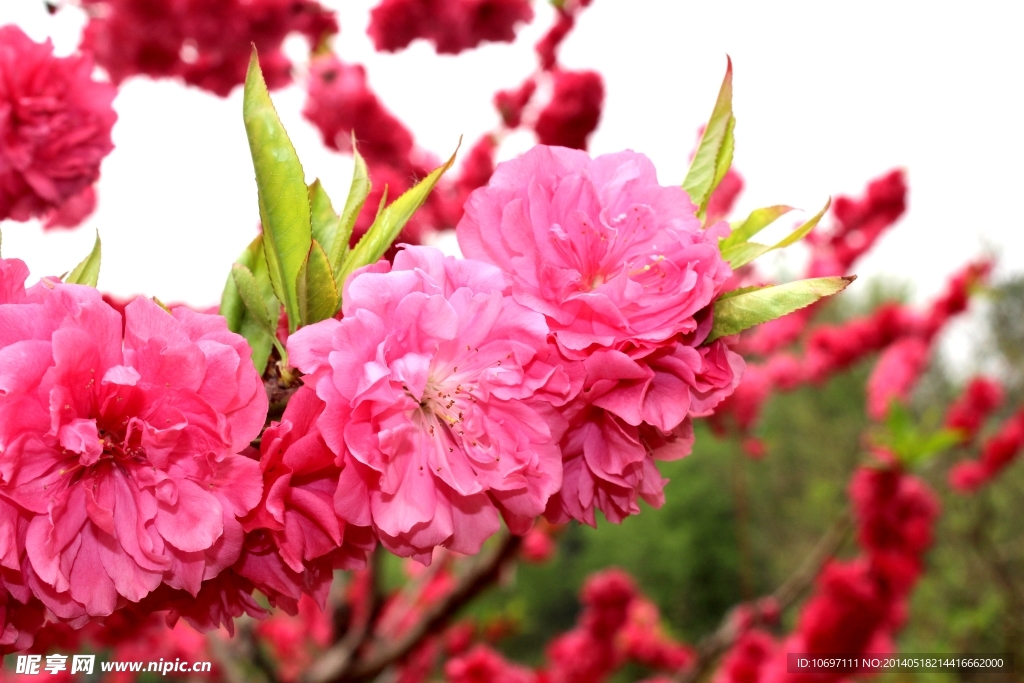 桃花