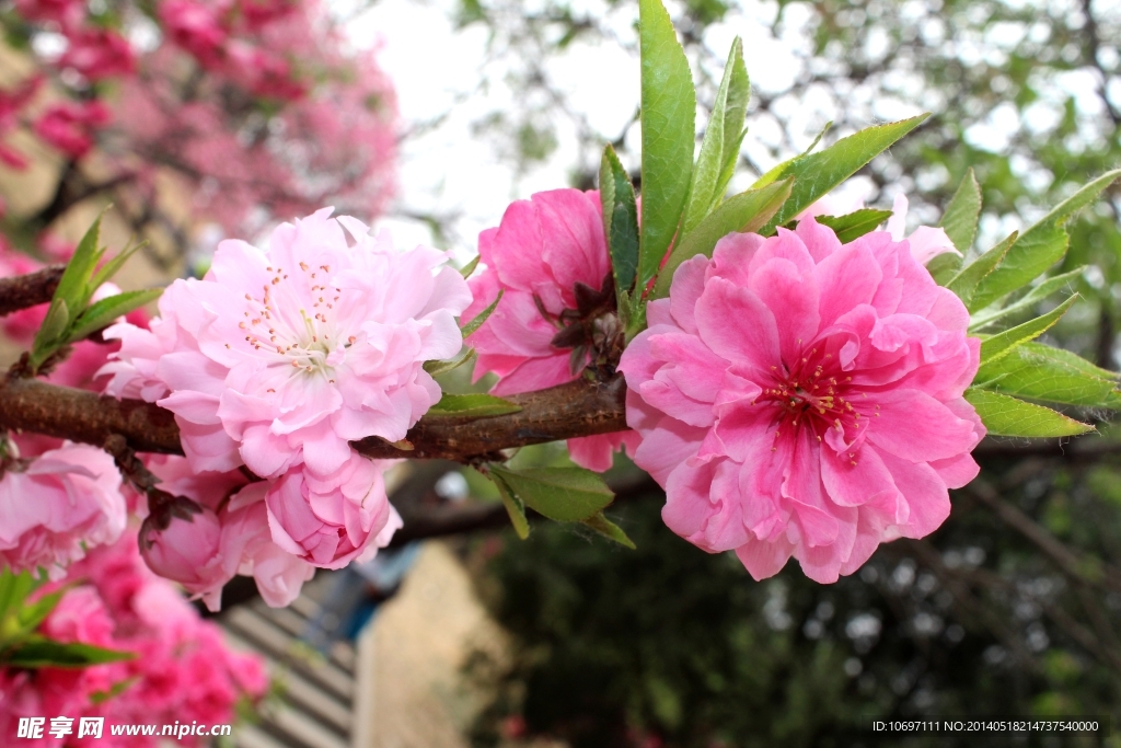 桃花
