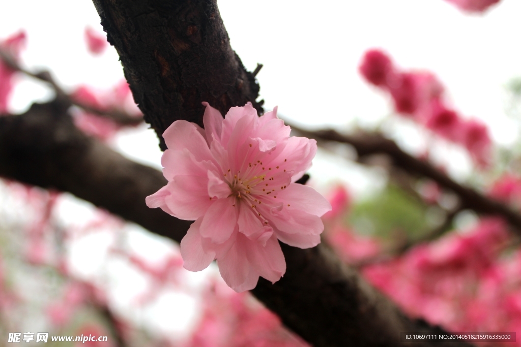 桃花
