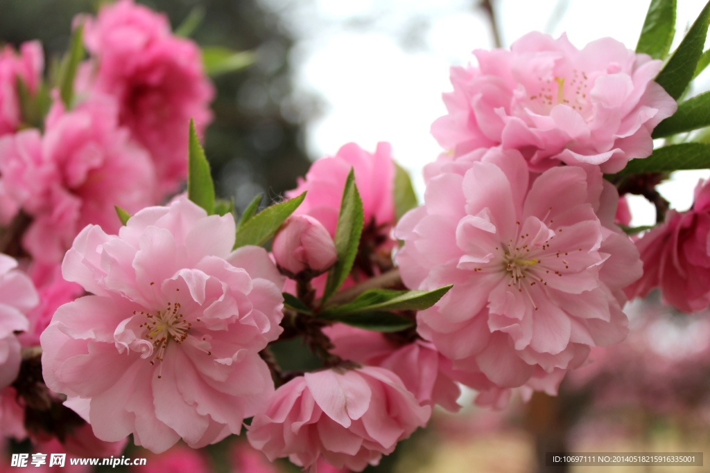 桃花