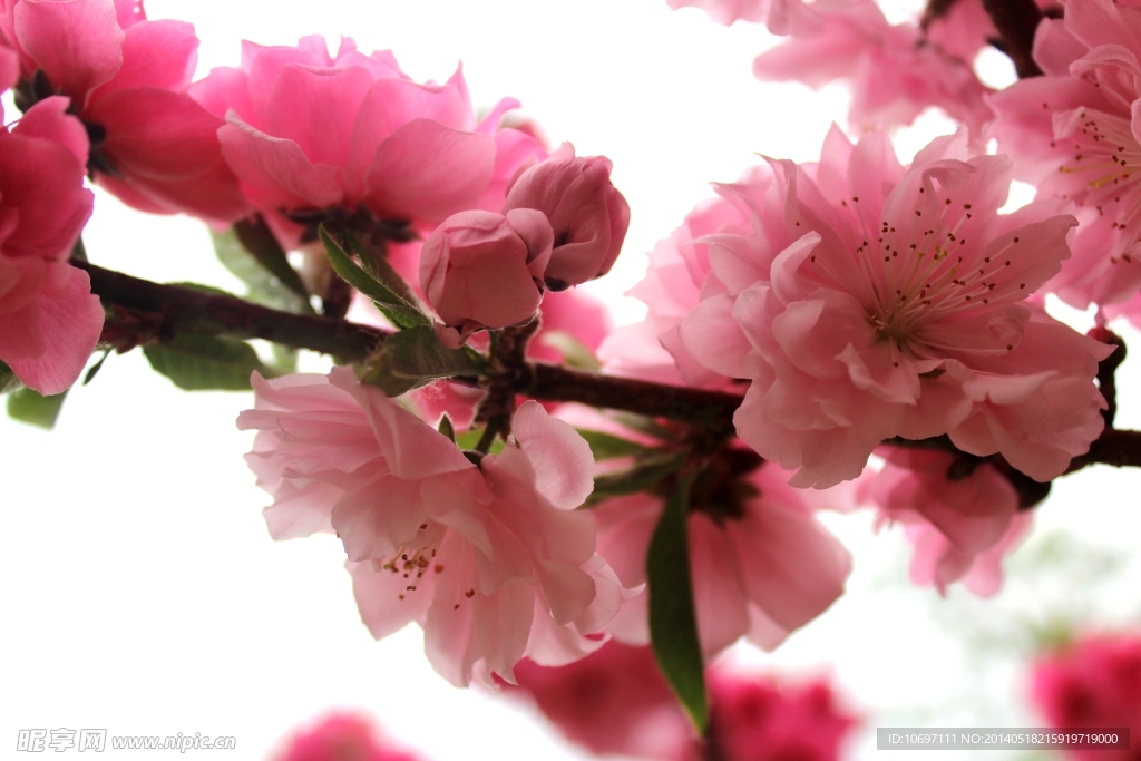 桃花
