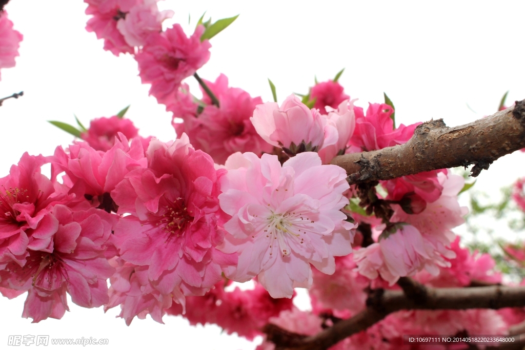 桃花