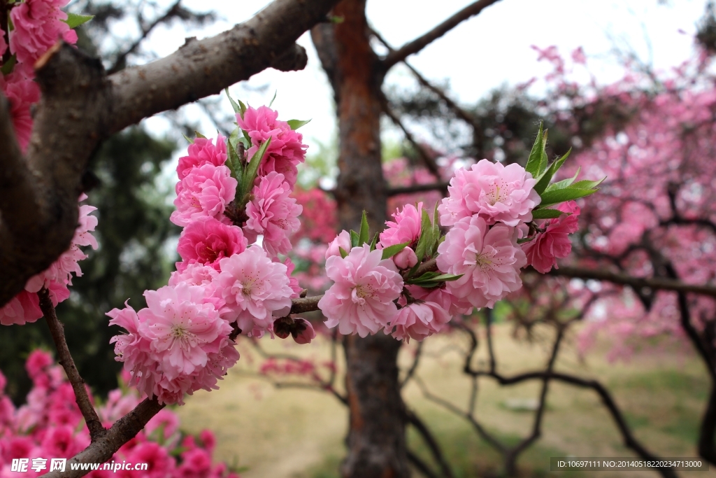 桃花
