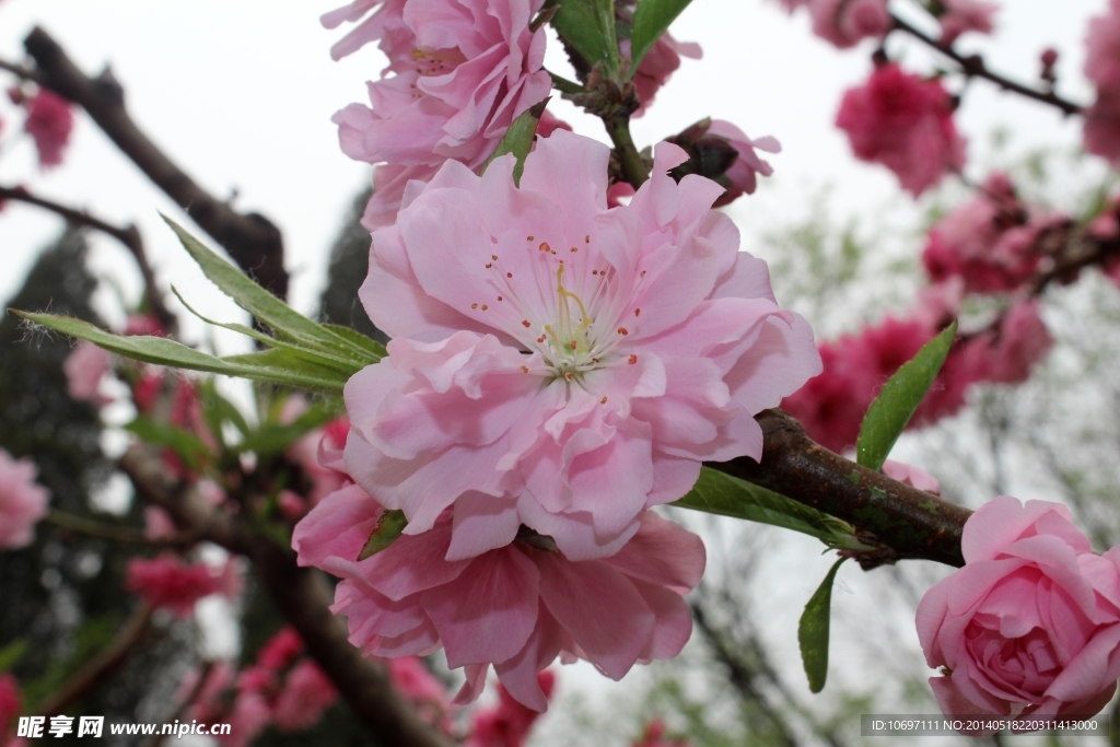 桃花