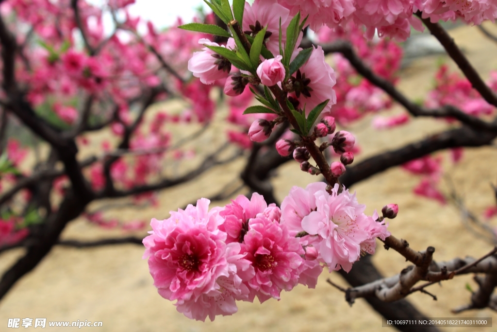 桃花