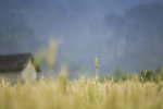 麦田