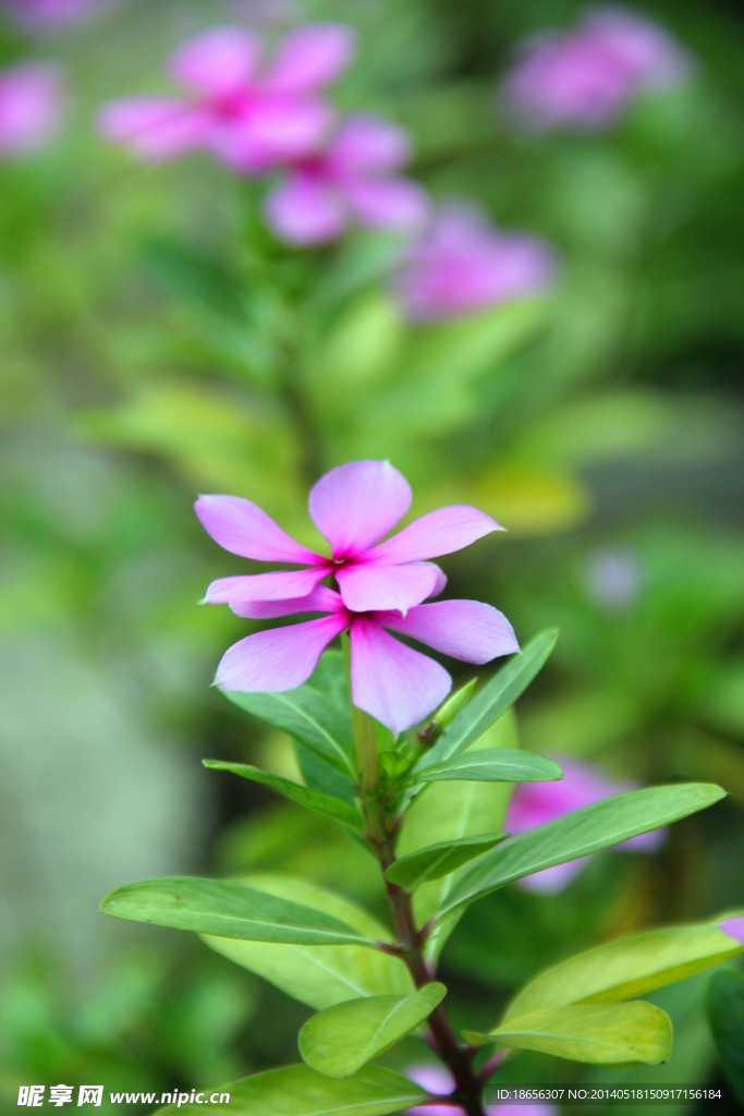 小花