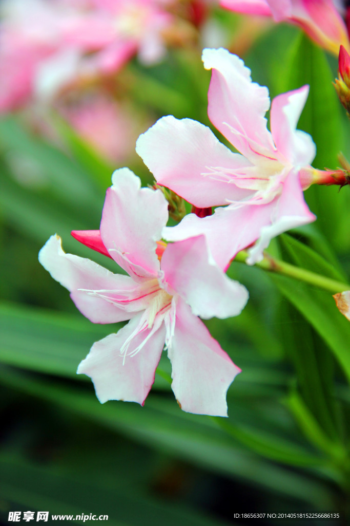 夹竹桃花