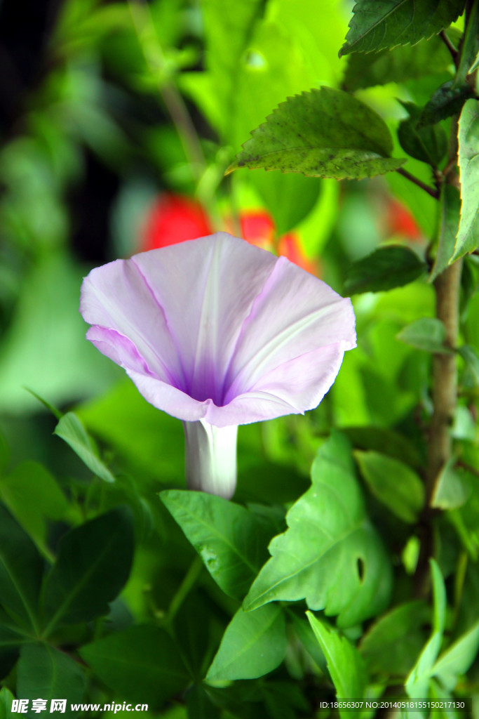 牵牛花