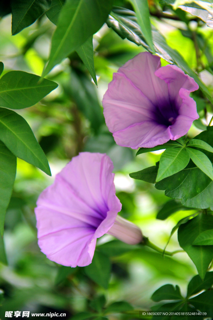 牵牛花