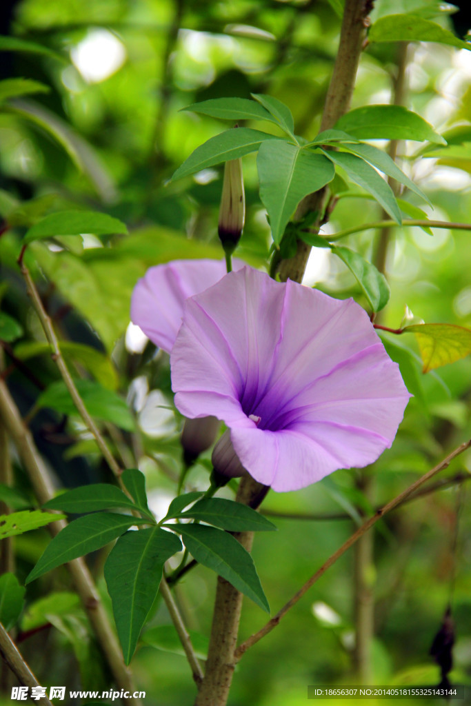 牵牛花