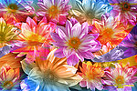 花汇