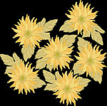 韩式花纹