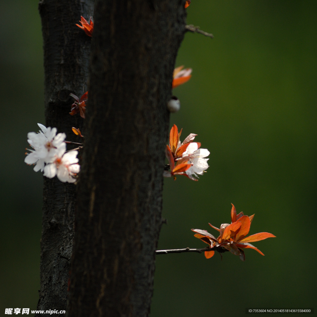 梅花