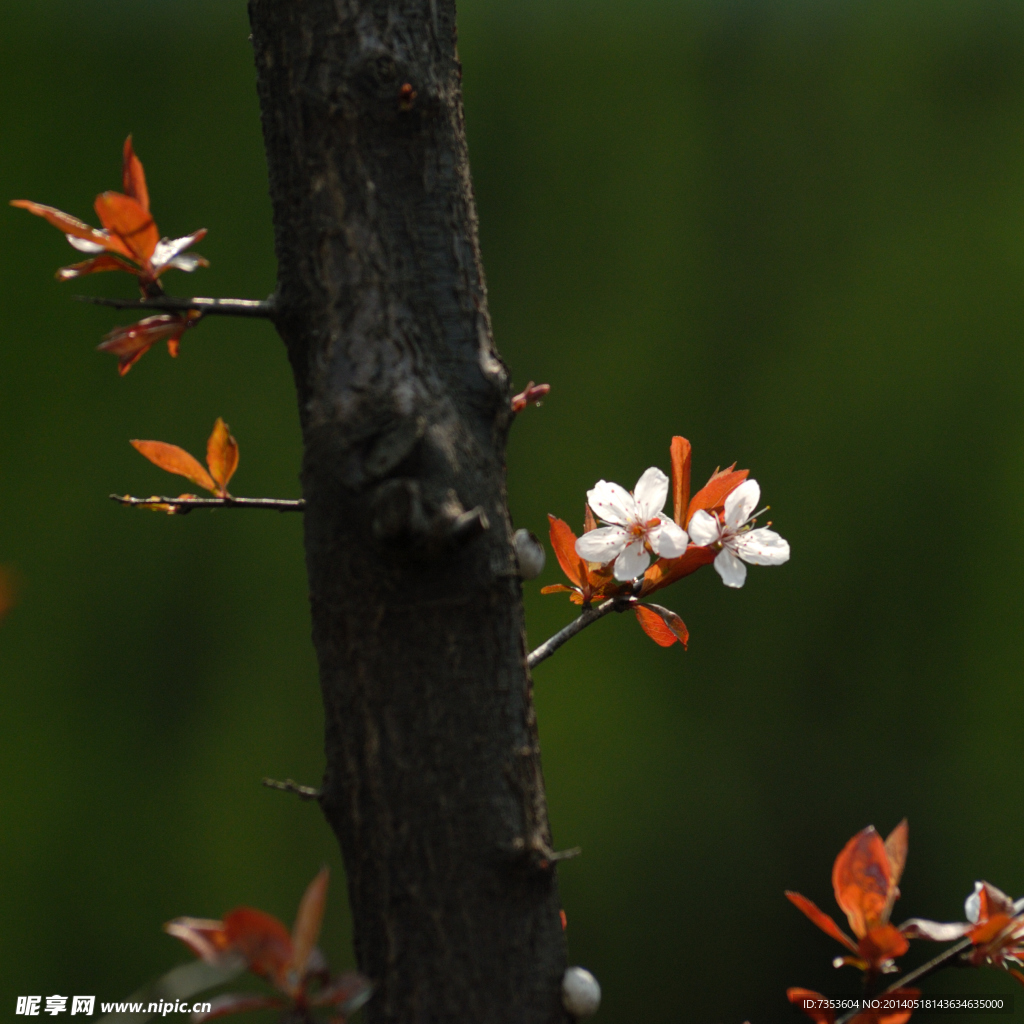 梅花