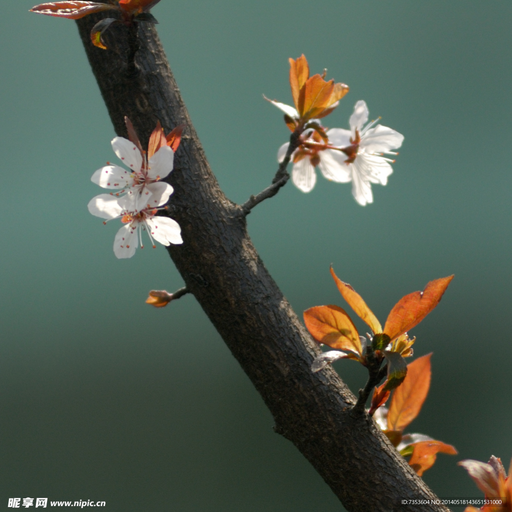 梅花