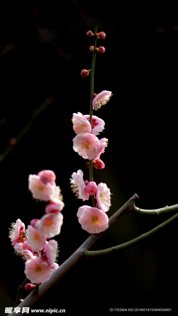 梅花