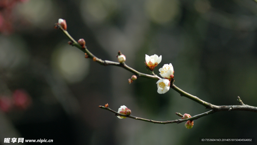 梅花