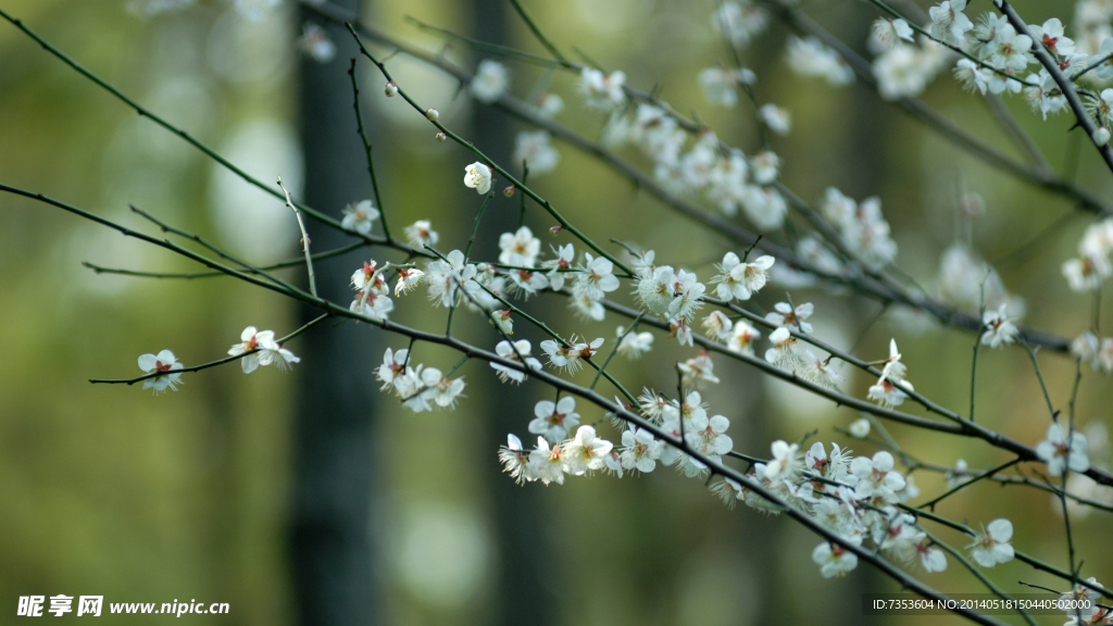 梅花