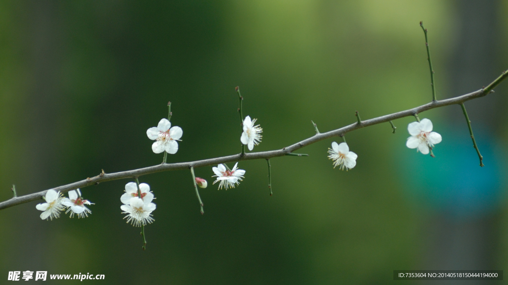梅花