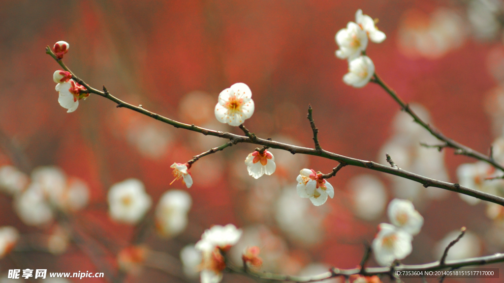 梅花