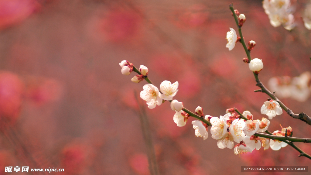 梅花