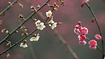 梅花