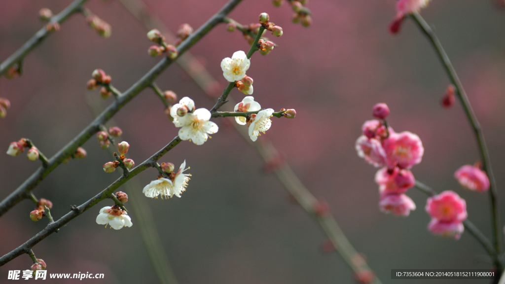 梅花