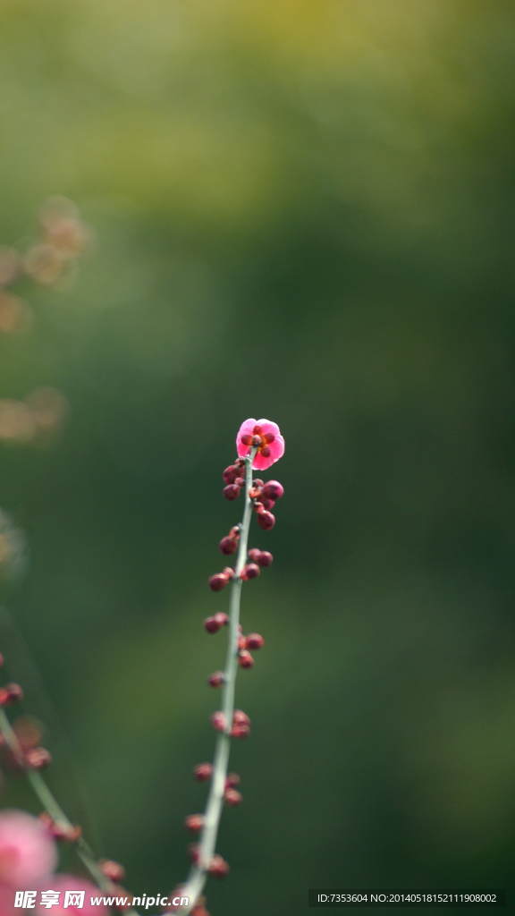 梅花