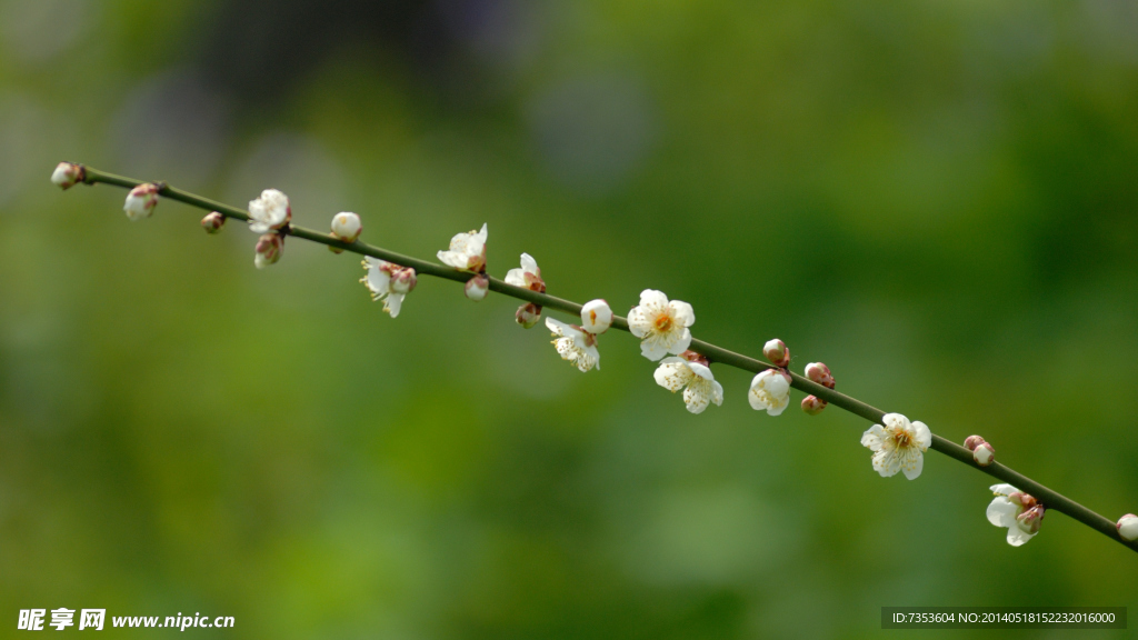 梅花
