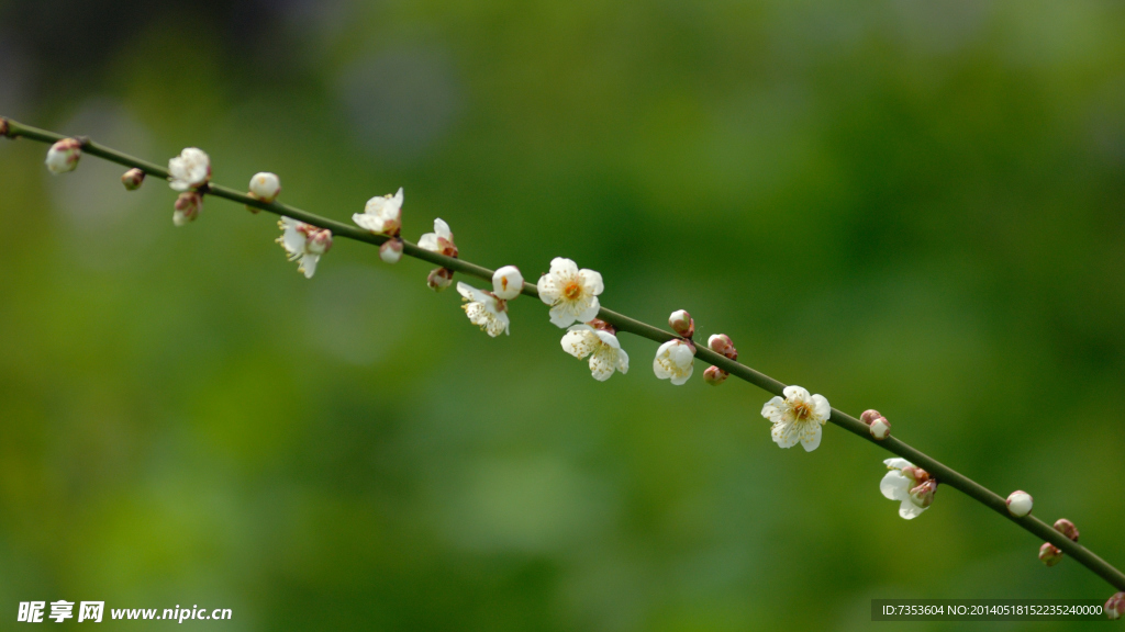 梅花