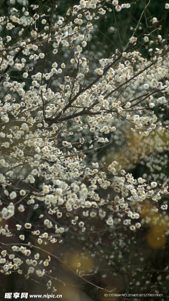 梅花