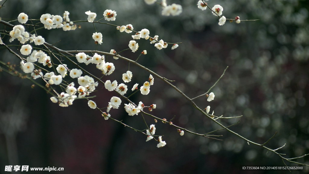 梅花