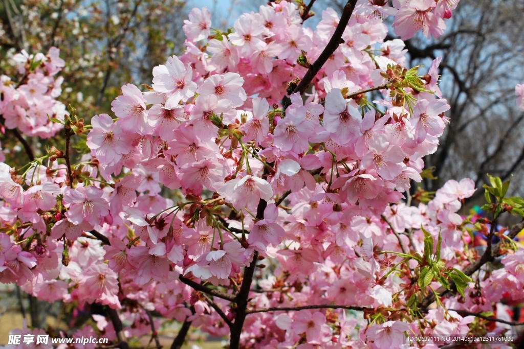 樱花