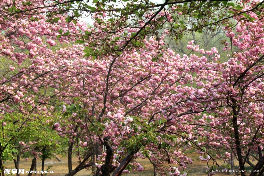 樱花
